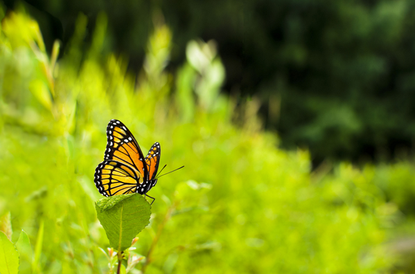 Trivia time! Approximately how fast can a butterfly fly?