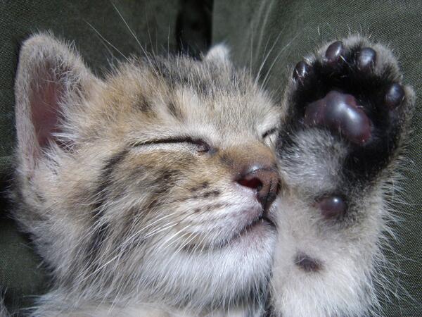手を枕に眠っている猫(*´ω｀*)