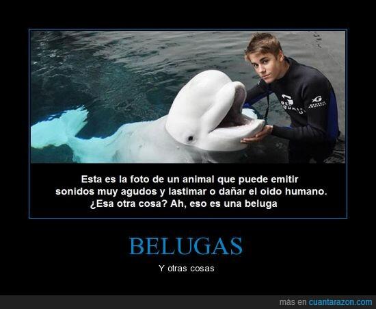 NNicolasCage's tweet photo. BELUGAS.. http://t.co/PVotirhxNw