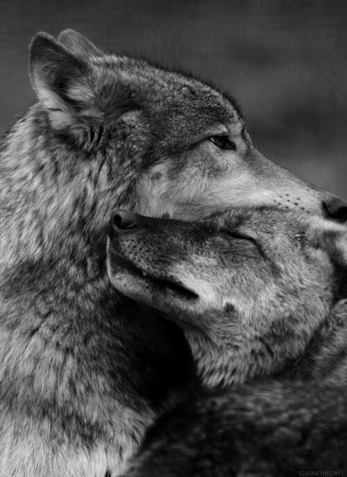 ŋymρh auf Twitter: „Normalmente los lobos solo tienen una pareja con la que  vivirán el resto de sus días. Eso sí es amor verdadero.  /YD4rf3hL0J“ / Twitter