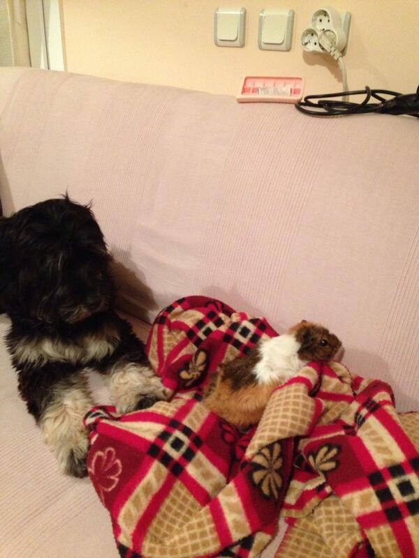 ayşe günaydın (@safgeg) on Twitter photo 