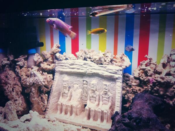 merfuna's tweet photo. Ya va cogiendo forma el acuario!!! #ciclidos http://t.co/XRBic09In4