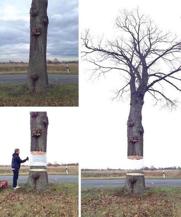 NatuPictures's tweet photo. Arte sobre un árbol. http://t.co/fQjiDtaFVF