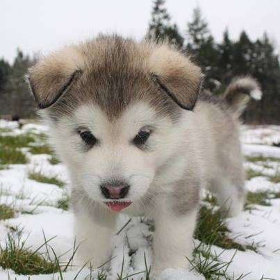 ThronesUpdates's tweet photo. Baby direwolf #WinterIsHere @GameOfThrones.... http://t.co/wjQ9qv2EEK