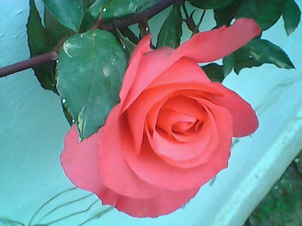 yog_path tweet picture