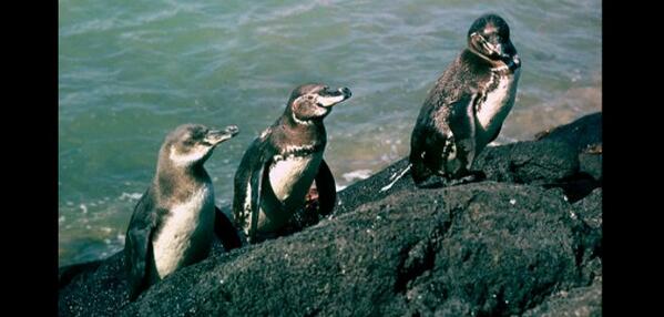 ecuavisa's tweet photo. El Niño y la malaria amenazan a las aves de Galápagos http://t.co/jAQQtk40lS http://t.co/i3NY4vUrBg