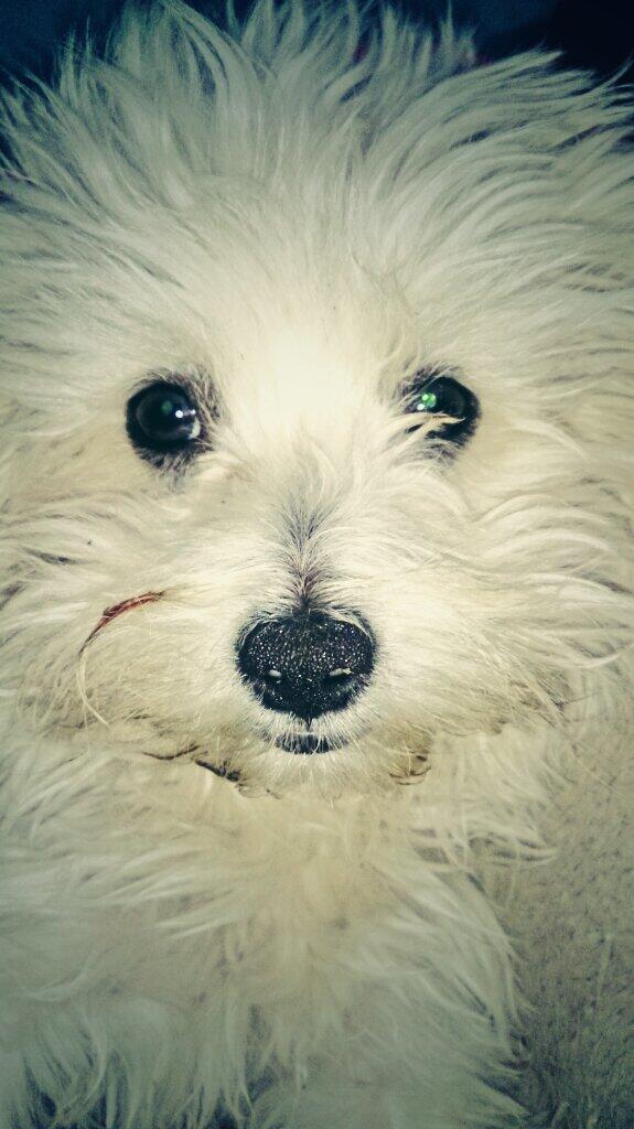 Imkarlssss_'s tweet image. I love my puppy. Maryjane's so cute &amp;lt;3 (': #ShesDirty #NeedsAShower #MyPuppy