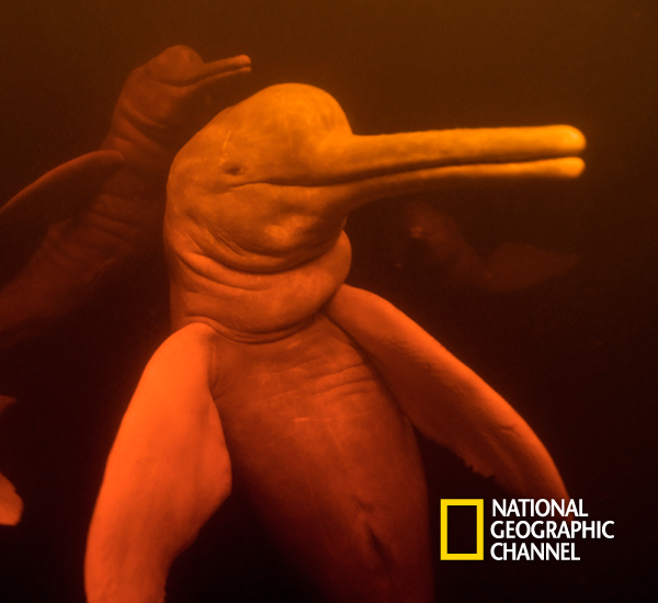 NatGeo_la's tweet photo. La maravillosa vida subacuática. #FotoNatGeoDelDía http://t.co/u3bJBLZw3b