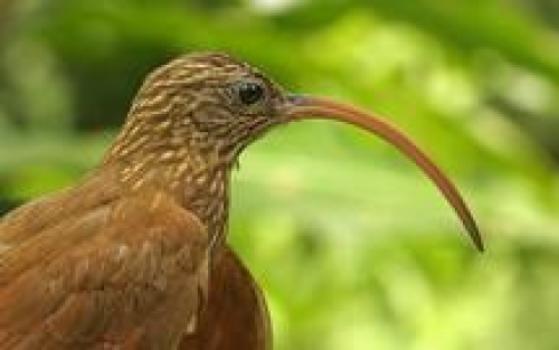 rowdybraude's tweet photo. Evolution does not explain all "'Be different or die' does not drive evo..." http://t.co/ZqA5GxzTWs http://t.co/UFoEbzaYhI