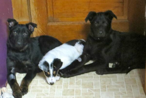 PUP Minnesota tweet media