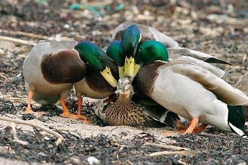 SDG_Calls's tweet photo. #SingleDuckProblems http://t.co/GtY1vkbnML