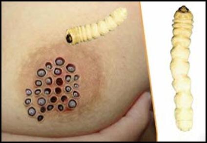 Cerita horror on Twitter: "hiburan untuk yg trypophobia 