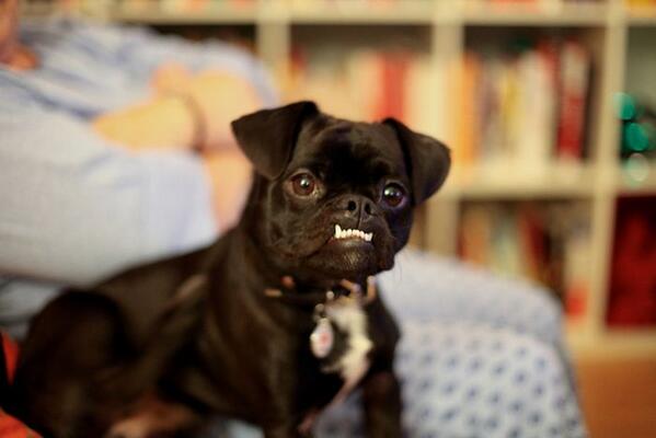 Немецкий боксёр прикус. Собака с челюстью вперед. Собака с челюстью вперед. Собака с челюстью вперед. Собака с выдвинутой челюстью.