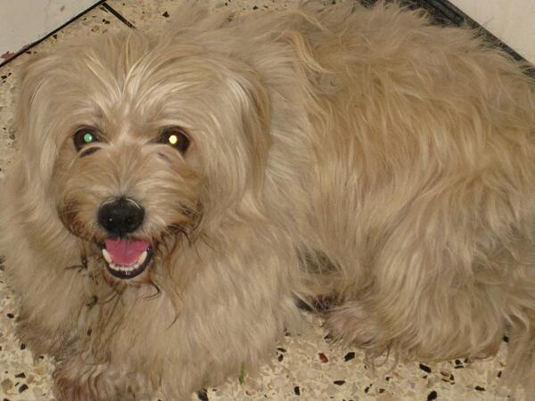 MascoAyudas's tweet photo. #URG Buscamos #ADOPTANTES o #TEMPORAL para perrito poodle c Maltesse resc p @PilarFarinas. Aprox 2A. #Ccs @Zapata_zos http://t.co/SUKrcxFauO