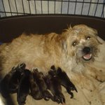 Photo by Border Terrier Posse (@BTposse)
