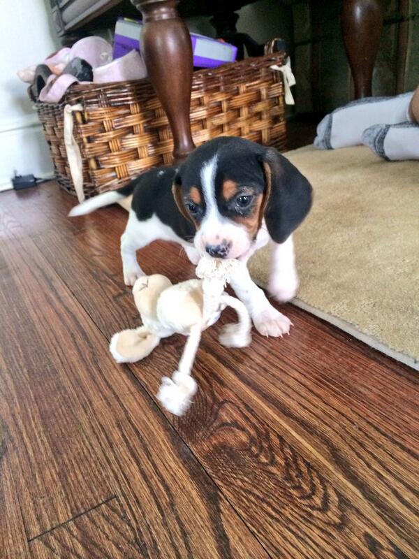 softemma4816's tweet photo. welcome home buddy🙈😍🐶 http://t.co/IwS95PHxv7