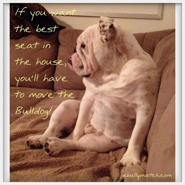 MightyThor617's tweet image. @OswaldsPack oh wow Amos got his own couch! That pawesome! Ur pic remind me of dis pic! BOL