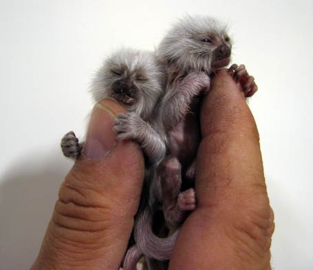 Dünyanın en cüce maymunu. 100gr. Ev için asla değil, zaten stresten hemen ölüyor. Amazon. PygmyMarmoset.
