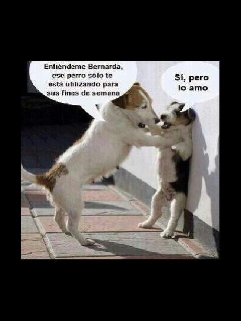 pshccs's tweet image. #HumorPerruno