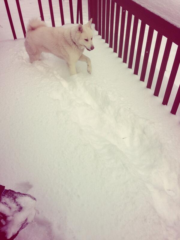 OVORonn's tweet photo. My white wolf http://t.co/1MSws7FLAv