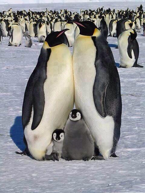 mattalx's tweet photo. "@BigBucks09: @mattalx Barney and Mumble are watching? "@OhThatsAmazing Penguin family photo. http://t.co/lD02T3BNmw""our crazy family xx
