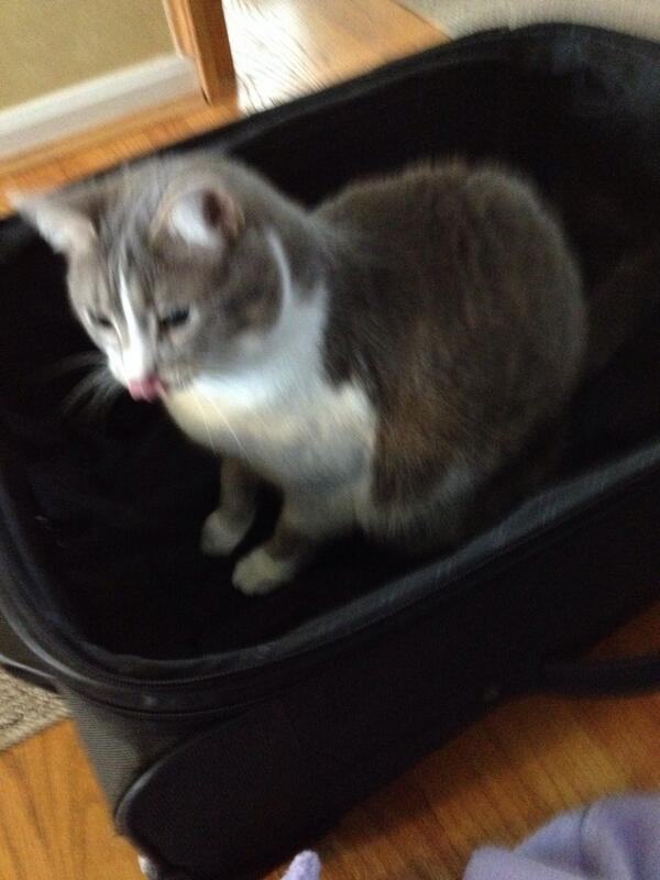 Elphabutt's tweet photo. Meow meow meow! (Mommy's home! I can play in her suitcase!) http://t.co/XqZf59PpqM