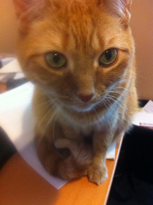 danielson_laura's tweet photo. #cutecat http://t.co/QSVFxqV2tj