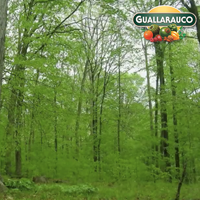 16 meses de la vida de un bosque comprimidos en un video de 3 minutos bit.ly/1g5AJeD vía #Ecoosfera