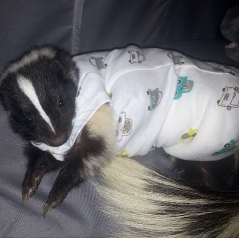 PCSkunk's tweet image. Hope you hose are staying warm this weekend! I am.