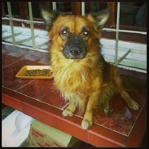 andreinasocorro's tweet photo. Extraviado por el sector universidad josé gregorio hernández en maracaibo. Gracias por difundir @globaltvzulia http://t.co/Y1AwI4yd3X