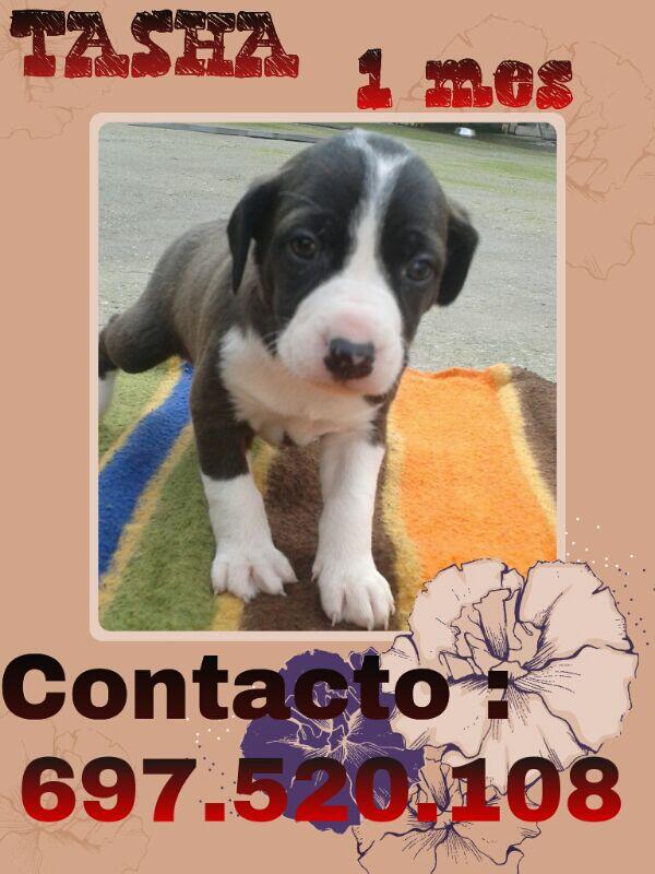 SOS RIBERA CANINA (@sosriberacanina) on Twitter photo 