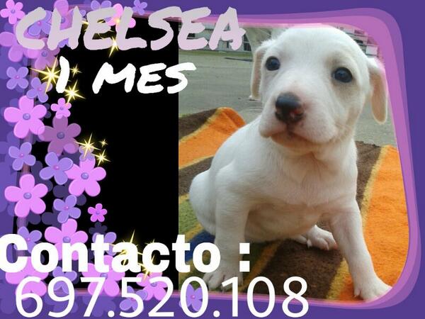 En adopción