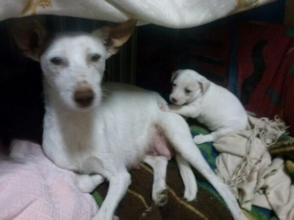 La mamá y sus cachorros en adopción!! Lodosa navarra