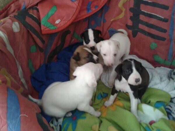 Mirar que bonitos. La mamá dio a luz en la calle, urgente encontrar un hogar para esta familia. Lodosa Navarra