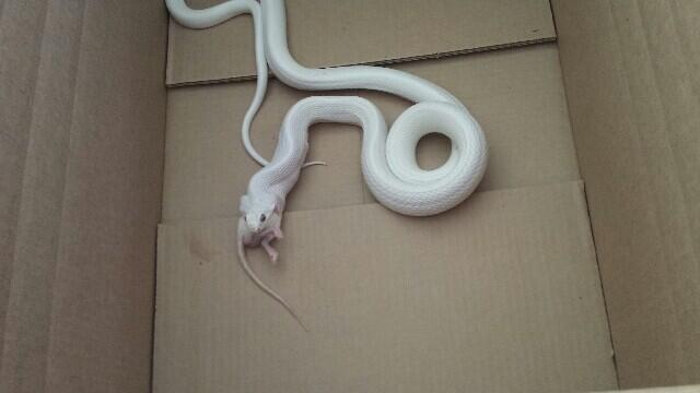 Nomnomnom the leucistic eating http://t.co/u2OsSNVnvT<a href="/tag/tupacotuesday"class="tags"><span>#tupacotuesday</span></a>