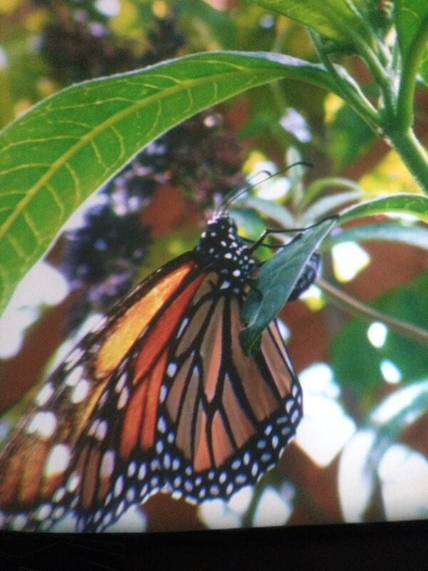 Saw "Flight of the Butterflies" today at Omnimax Theater.  It was amazing!  #blueskiesandbutterflies