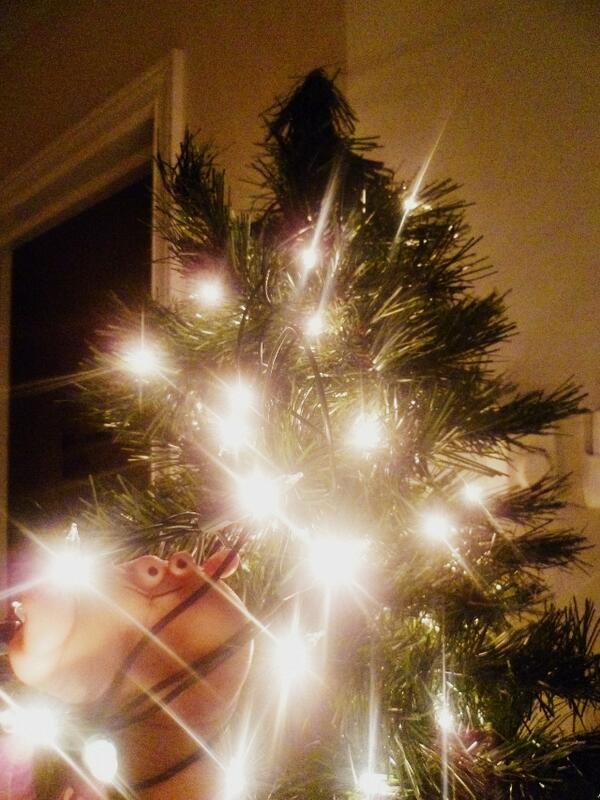 FriendsofStub's tweet image. Stub takes down the Christmas tree lights