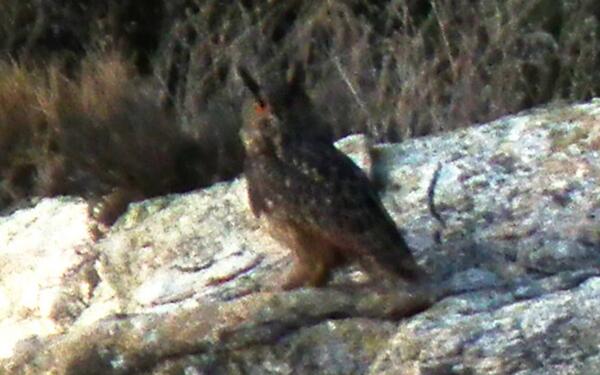 #AvesDeTwitter Búho Real - Eurasian Eagle Owl - Bubo bubo @atienzajc #BirdsInTwitter