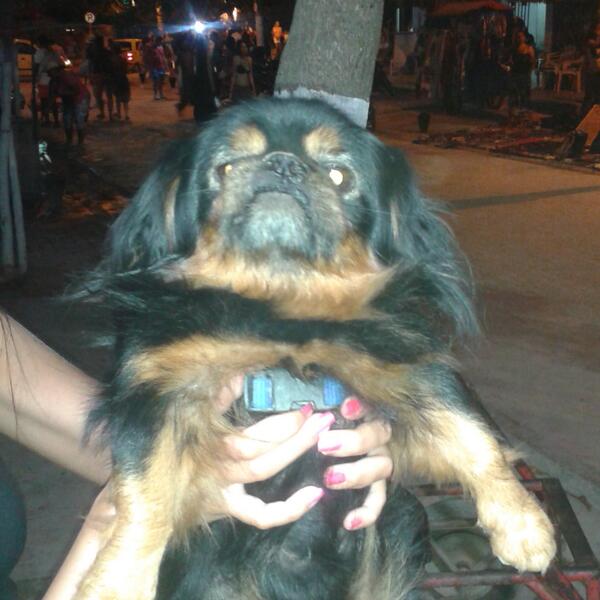 marcelamesato's tweet photo. Hay un perro negro perdido en taganga buscamos a los dueños. Informes en el caí de taganga http://t.co/ZA33XMsF2s