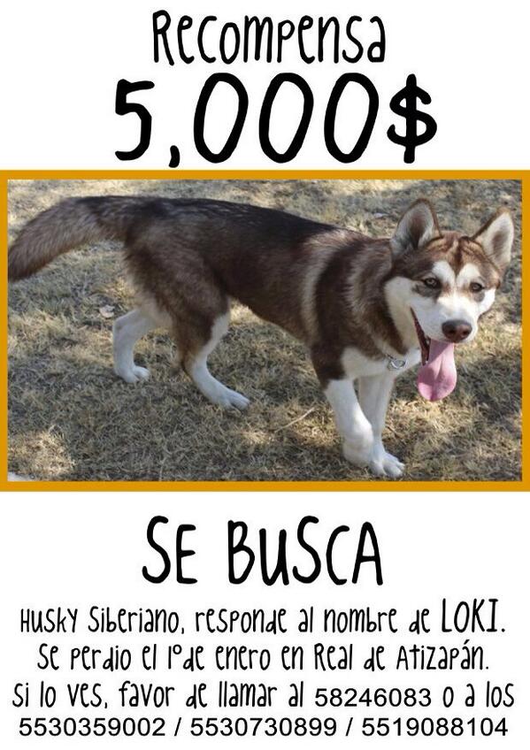 #EXTRAVIADO  Sonia @Sonlamusic 3 ene <a href="/Ary523/">Ary</a>: @ParaPerros #Loky se perdio n <a href="/AtizapanZ/">Atizapán de Zaragoza</a>... fb.me/2sl4GqaEU