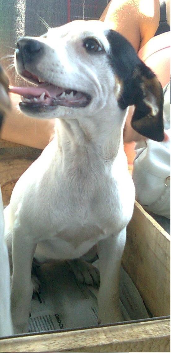 <a href="/biobio/">BioBioChile</a> Se llama Sol, se perdió el 25/12 en San Joaquín, foxterrier pequeña, contactar a Gastón al 90097997 RT