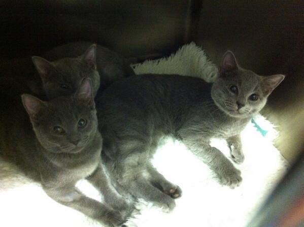 Check out these cool cat customers for neutering during week, Clarence, George &amp; Krystal! All dozy after anaesthetic