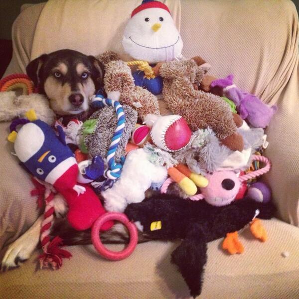 Do Dogs Have Too Many Toys