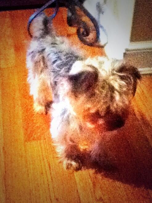 NovoaAustin's tweet image. What you looking at rocky?!?