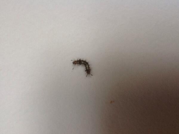 PorcaBlock's tweet image. oi