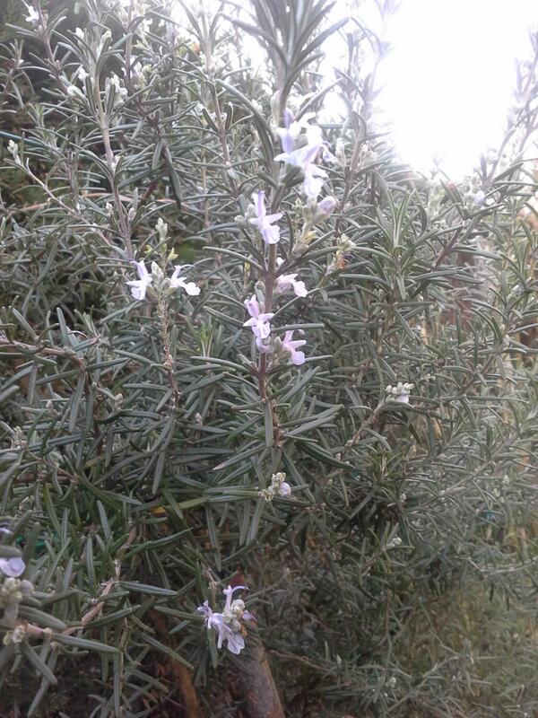gdekinder's tweet photo. De #rozemarijn staat hier in bloei (Rosmarinus officinalis) #lente #rozemarijnbloemen in januari http://t.co/X8lghdDDux