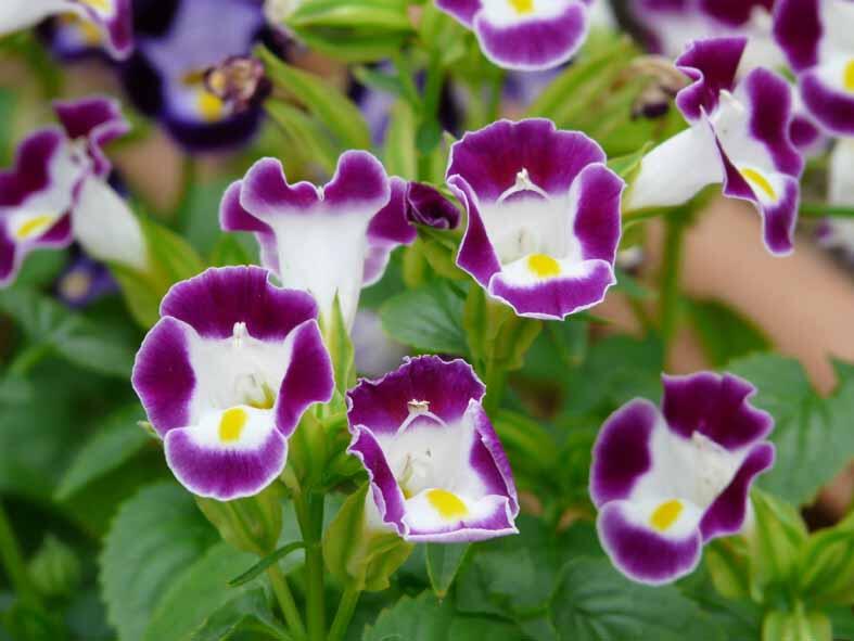 花言葉ラボ A Twitter トレニアの花言葉 ひらめき 温和 愛嬌 可憐 可憐な欲望 T Co Lsvnagrq1d Twitter