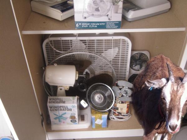 ivythegoat tweet media