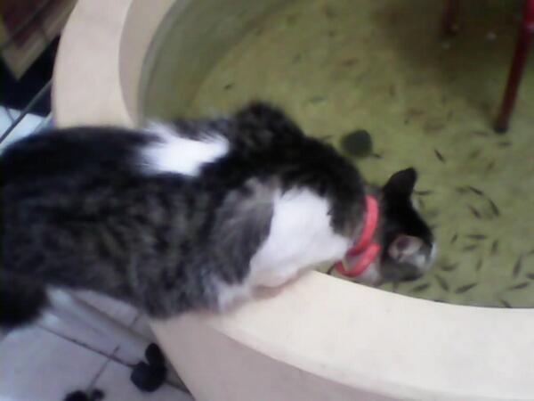 Official_PGT's tweet photo. early morning,suddenly wake up,when wanna going to bathroom i saw my kitty. looking for fresh fish in water :)) http://t.co/smwizqS9y9