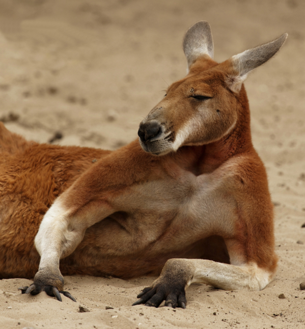 Caption this kangaroo!